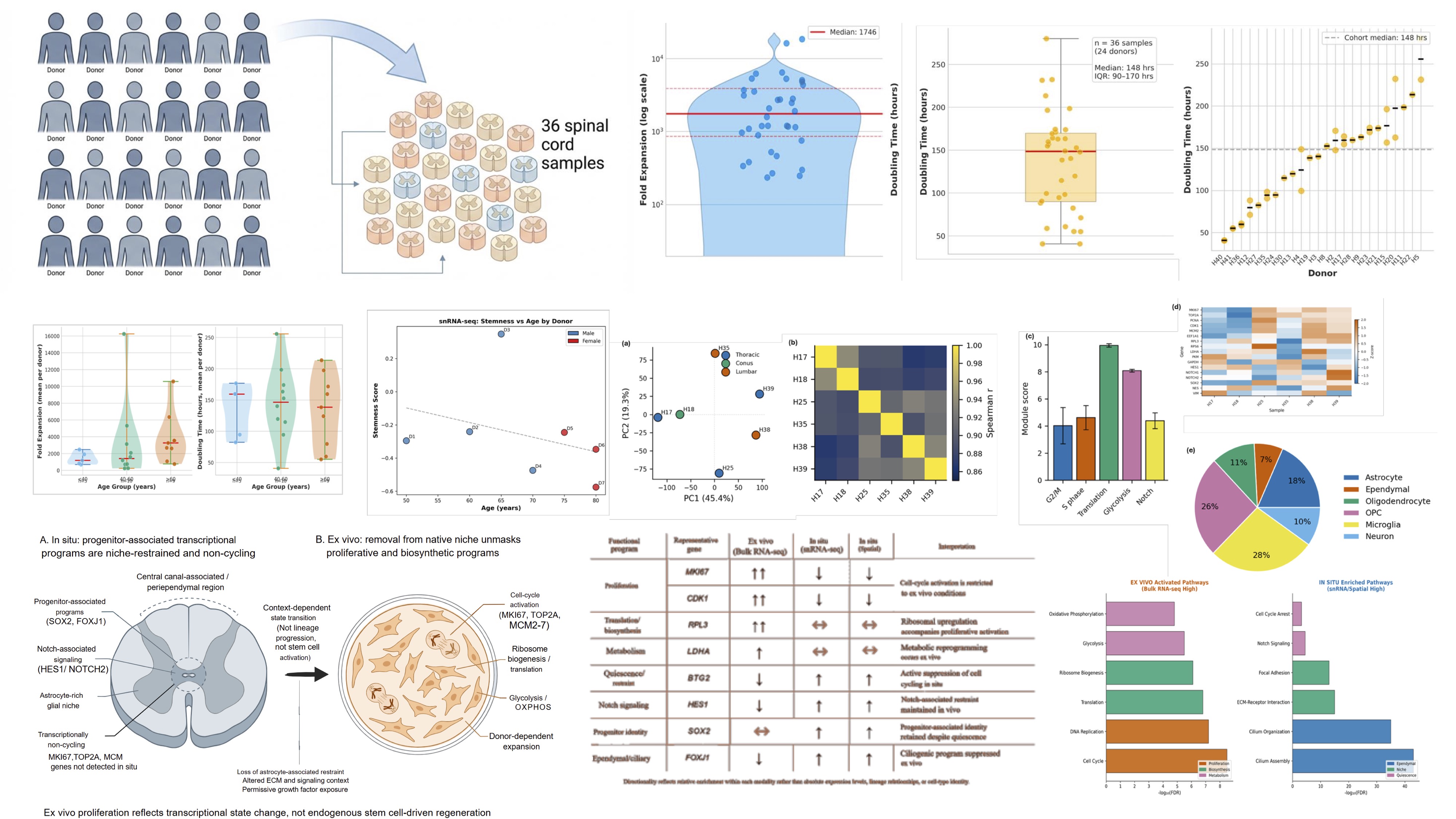 Boring Unified Multiomics Platform — 36-donor cohort: fold expansion, inter-donor PCA, pathway module scores, functional program comparison
