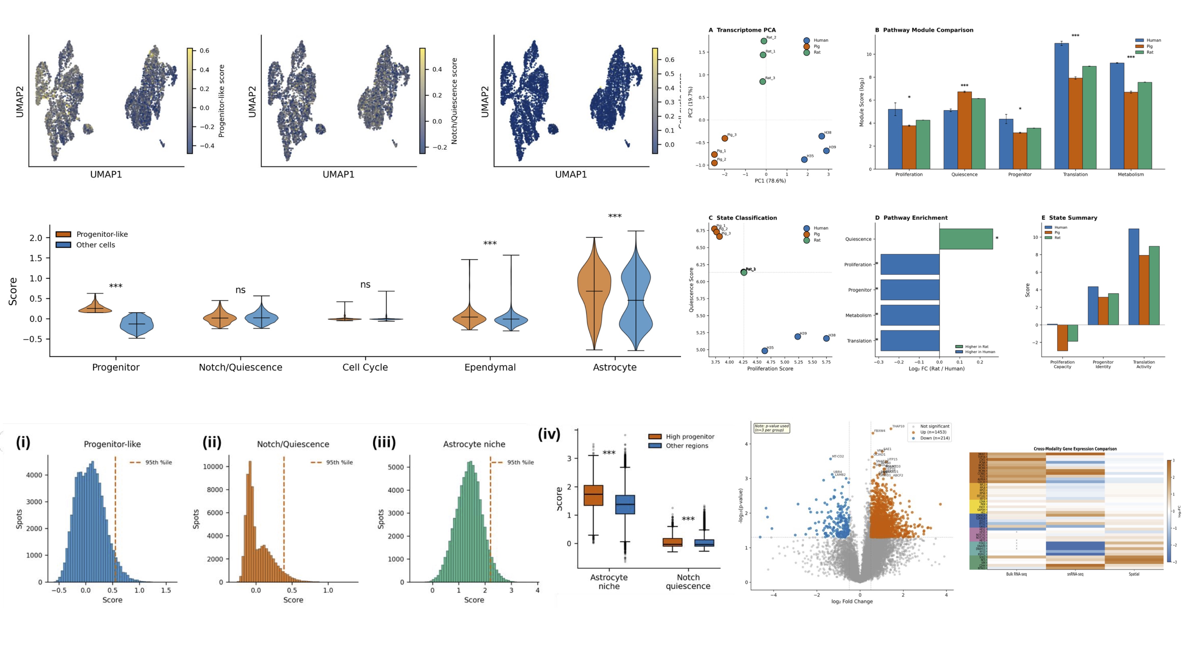 Cross-modal platform output: snRNA-seq UMAP with progenitor/Notch scores, violin plots by cell state, cross-species bulk RNA-seq PCA, pathway module comparison, spatial Visium score distributions, DEG volcano, cross-model heatmap
